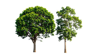 Obraz premium Tropical Rain Tree Pair Collection – isolated on transparent backg