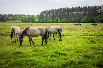 horse in the meadow