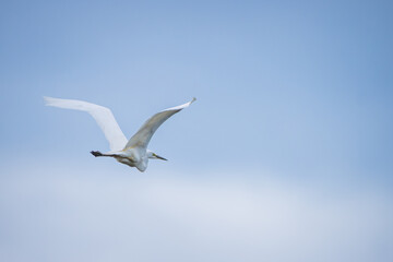 White heron in the sky