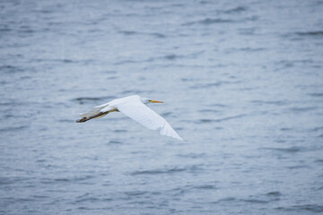 white great egret against water