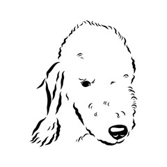 bedlington, dog breed, vector sketch