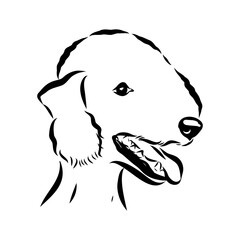 bedlington, dog breed, vector sketch