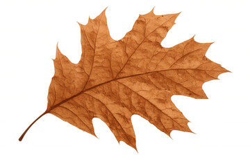 Obraz premium Dry oak leaf showcasing the changing colors of nature during autumn, with visible veins and texture, on transparent background