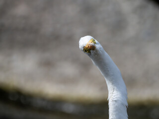 ダイサギの正面顔と変なポーズ