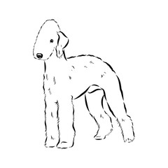 bedlington, dog breed, vector sketch