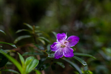 Fototapeta premium A purple flower with a white center is in a green bush