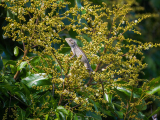 Gray chameleon on longan tree in blossom