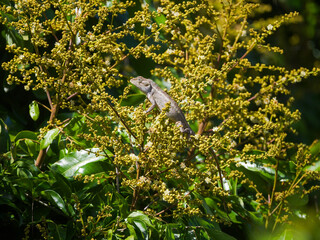 Gray chameleon on longan tree in bloom