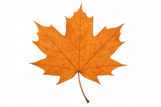 Autumn maple leaf changing color, symbolizing warm fall season and nature's transformation