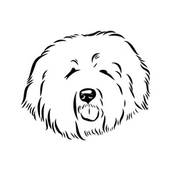 bobtail, dog breed, vector sketch