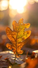 Autumn Oak Leaf in Golden Sunlight - A Close-Up.
