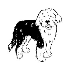bobtail, dog breed, vector sketch