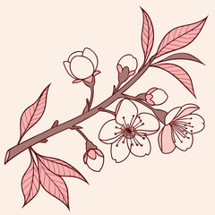 Illustration of cherry blossom branch with flowers
