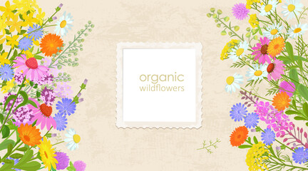 banner with bouquets of blooming medicinal flowers. card with pharmaceuticals wildflowers. border of fragrance herbal blooms on grungy paper background. vintage craft frame