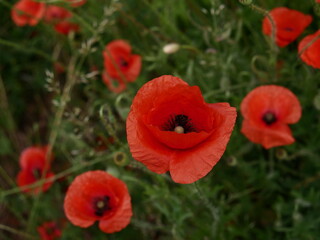 Obraz premium red poppy flowers