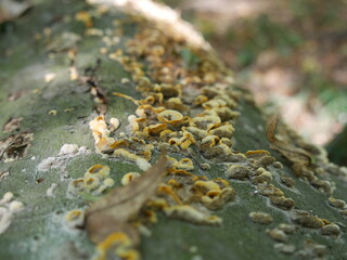 Mushroom on the wood
