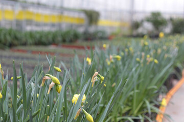 Blooming flowers in pots and on shelves in the garden center, growing on the plant in the greenhouse. stock photo. 