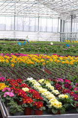 Blooming flowers in pots and on shelves in the garden center, growing on the plant in the greenhouse. stock photo. 