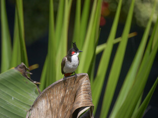 Red Whiskered Bulbul bird perching in natural environment 