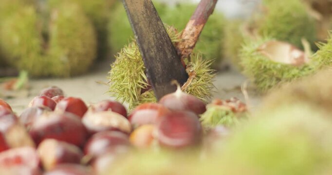 Chestnut harvest, peeled chestnuts, poured chestnuts