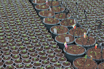 Blooming flowers in pots and on shelves in the garden center, growing on the plant in the greenhouse. stock photo. 