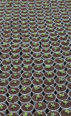 Blooming flowers in pots and on shelves in the garden center, growing on the plant in the greenhouse. stock photo. 