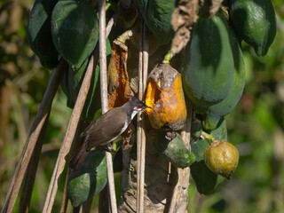 Hungry bird eating ripe yellow papaya on tree 