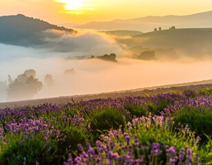 Obraz premium Golden morning light bathes a vibrant purple lavender field as mist settles in a tranquil, scenic valley at sunrise
