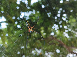 spider web in the morning