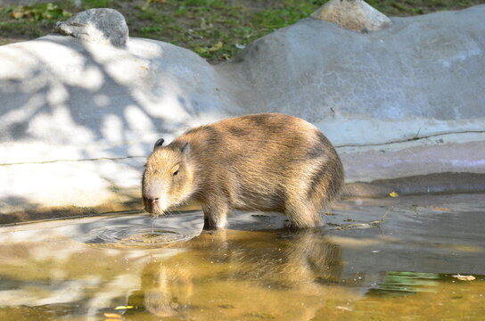A capybara drinks water from a pond