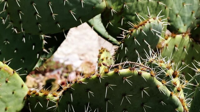 Smooth handheld video of a wide cactus in the University Botanical Garden in Balchik, showing detailed close-up views of its stems and spines.