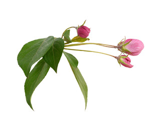 Pink buds and green leaves of Malus floribunda (profusely flowering apple) isolated on white or transparent background 