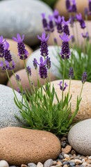 Purple lavender flowers bloom amongst smooth rounded stones in a garden purple flowers rocks