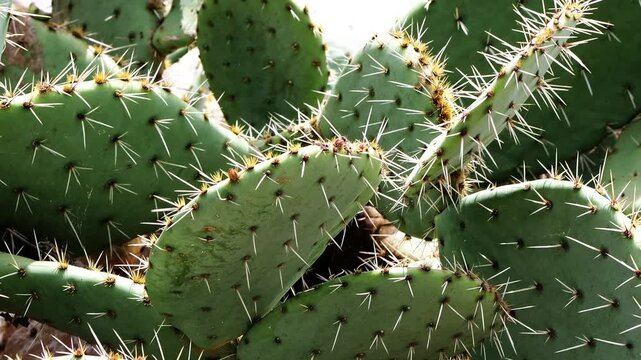 Smooth handheld video of a wide cactus in the University Botanical Garden in Balchik, showing detailed close-up views of its stems and spines.