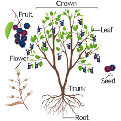 Parts of irgi plant on a white background..eps