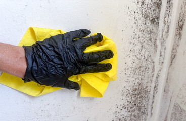 Black mold on wall with hand in black glove hold yellow sponge. and wash wall from black dirty fungus. removal of dirt and rottenness
