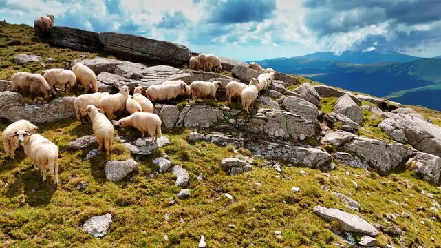Sheep gathered near mountain rocks. A group of sheep grazing and resting near large mountain rocks in Romania.