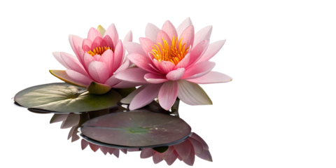  Pink Water Lily Flowers and Bud on Floating Pads