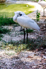 Eurasian spoonbill pauses near water.