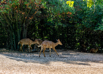 Striped antelopes in the zoo
