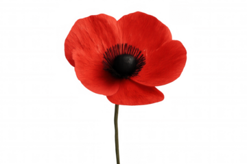 Single red poppy flower on a stem, symbolizing remembrance, veterans, and peace, isolated on a transparent background