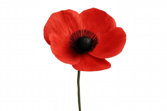 Single red poppy flower on a stem, symbolizing remembrance, veterans, and peace, isolated on a transparent background