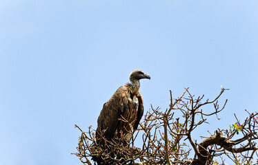 A vulture perches on a branch in the savanna. This Old World bird is endangered in the wild, with a declining population. Masai Mara, Kenya.