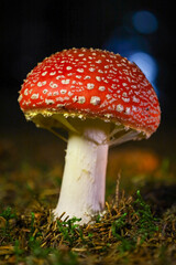 fly agaric mushroom