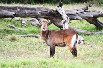 Portrait of a male Waterbuck at Kenya, East Africa 