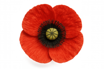 Red poppy flower for remembrance day tradition, symbolizing solemn tribute, memoria, and veteran support, on transparent background
