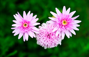 Pink flowers are blooming in the garden.