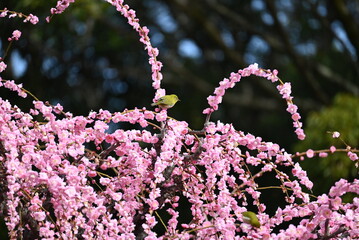 梅と鳥