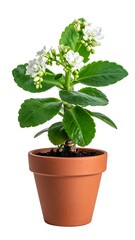 Obraz premium Small potted houseplant with white flowers and vibrant green leaves