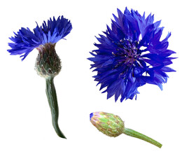 Set of bright isolated  blue cornflower (Centaurea cyanus) blooms and a single bud isolated on white background. Detailed close-up showing the vivid color and delicate petal texture 